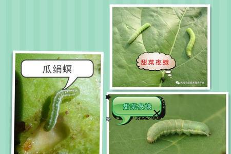 白菜食心虫与菜青虫有什么区别