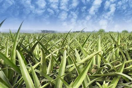 种植菠萝怎么避免菠萝上水