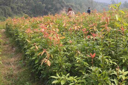 神仙楠木种植基地在浙江省哪里