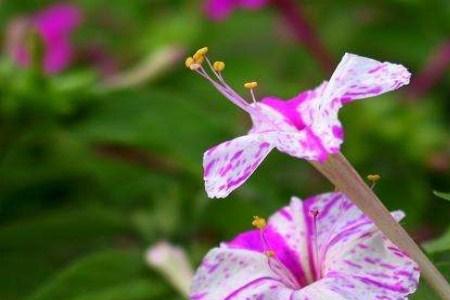 凤仙花和夜来香的区别