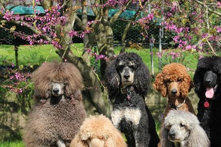 巨贵犬什么颜色的最多人养