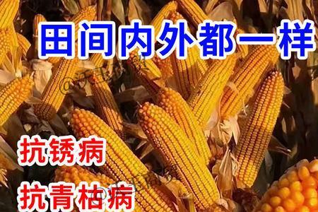 东单181玉米品种介绍