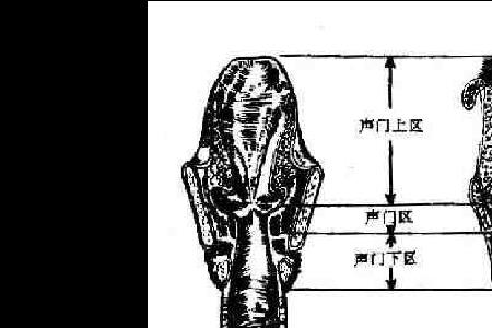 声带是什么形状