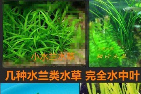 大水兰和细叶水兰哪个好看