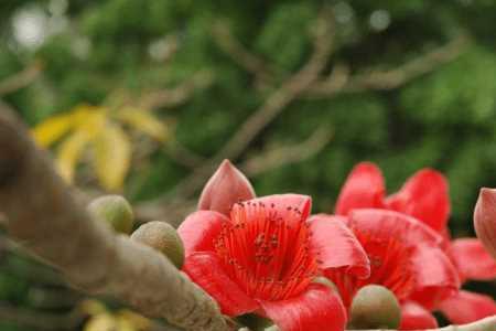 木棉花底部是什么