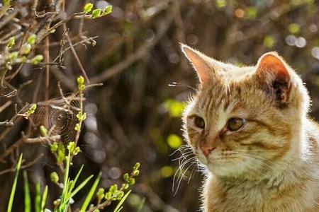 猫儿要听猫儿歌来源