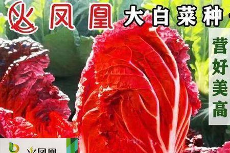 火凤凰大白菜品种介绍