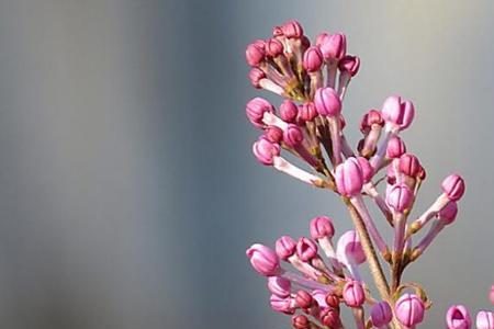 丁香花什么时候发芽长叶