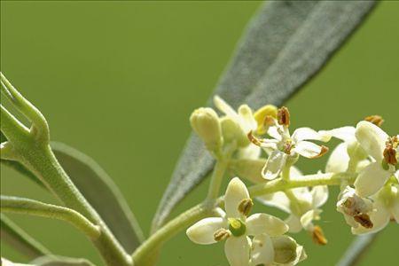 油橄榄是植提吗