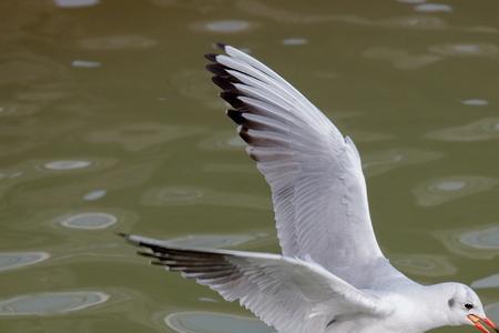 海鸥的生活习性有什么