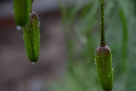 细雨沥沥什么意思