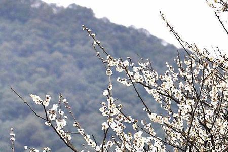 白梅花是不是青梅花