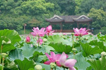 军山湖十里芰荷旅游项目