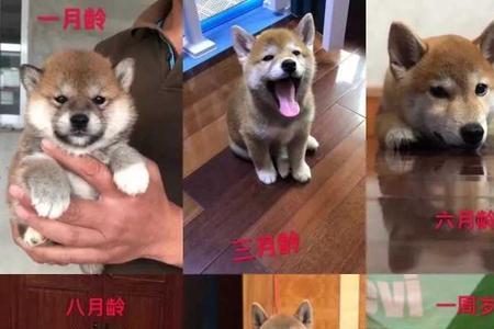 豆柴和柴犬配生出什么柴犬