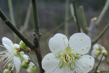 鹿沼土适合种梅花吗