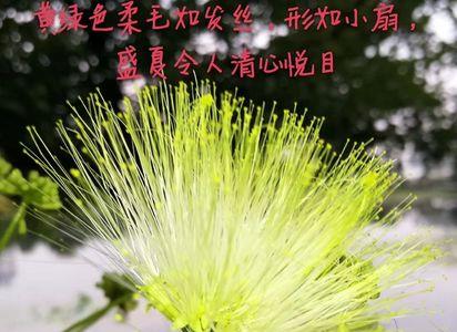 借花献福什么意思