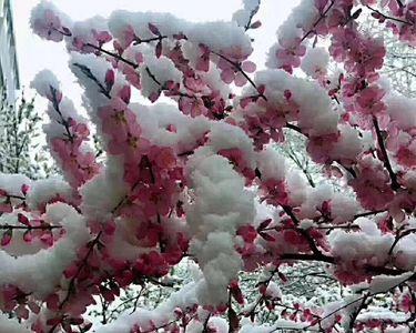 夜来卧听风吹雪是谁的诗句