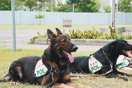 大型警犬有超过100斤的吗