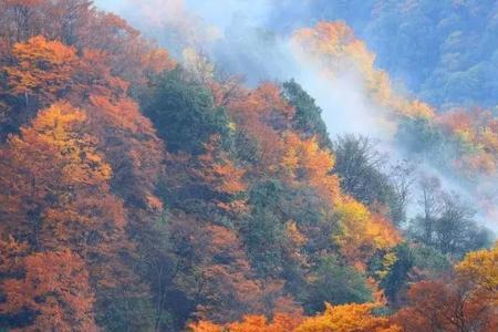 光雾山国际红叶节天气预报