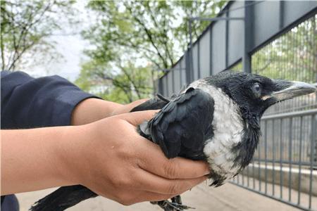 为什么乌鸦围绕一个地方转