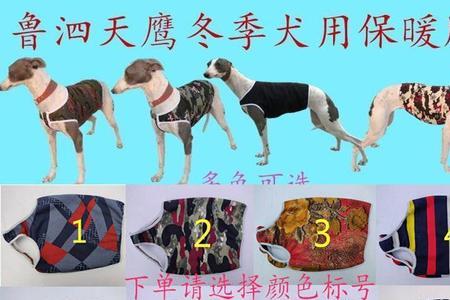 比特犬冬天怎么穿衣服