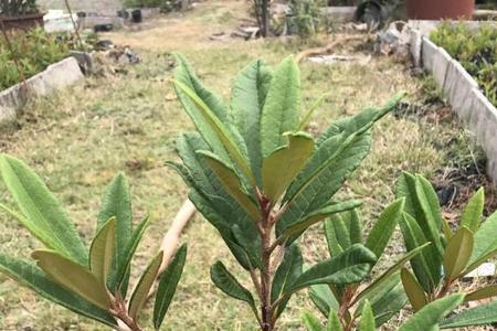 马樱花生桩种植需要缠膜吗