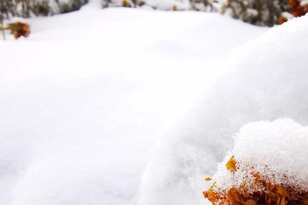 凌霜傲雪对应的事物是什么