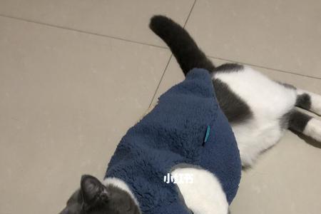 小猫尿出乳白色东西