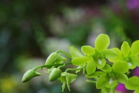 青苹果石斛花期