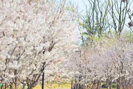 眉山凤鸣花谷最佳赏花期