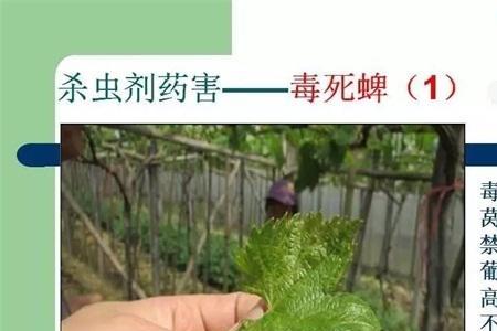 桃树花前打毒死蜱多少部好