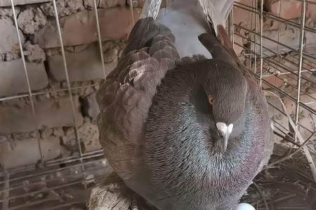 巨型元宝鸽一次能下几个蛋