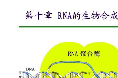 RNA复制需要RNA聚合酶吗