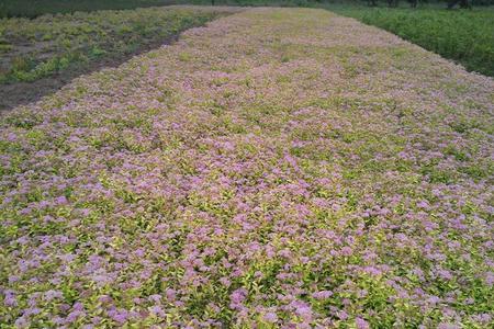 金山绣线菊每平米多少株