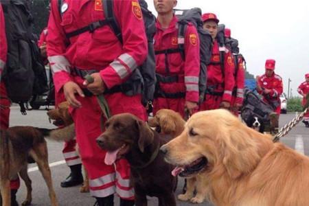 东航空难搜救犬找到人了吗