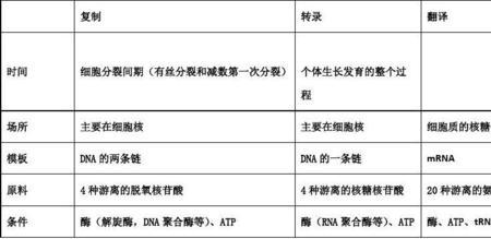 纺锤体复制发生在什么期间