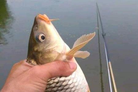 鲤鱼一般多大食量