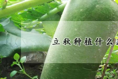 河南立秋后种什么蔬菜