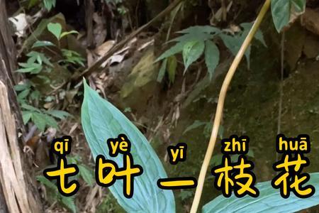 七叶一枝花一定是七片叶子吗