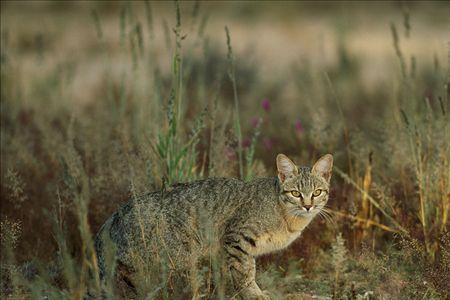 非洲野猫跟狸花猫一样