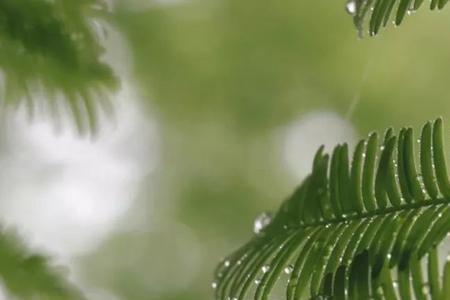 雨水晴天好还是阴天好