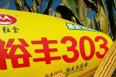 农大683玉米种和裕丰303哪个好