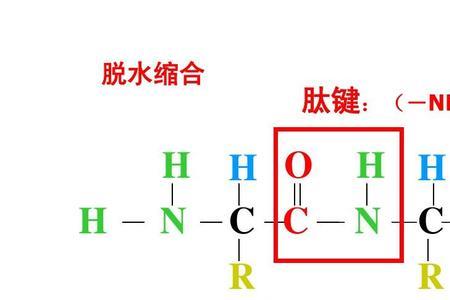 nh键和oh键哪个极性更强