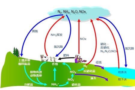 nh3形成过程