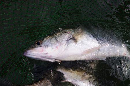 秋季钓鲈鱼最佳时间