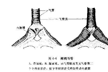 鸟类的呼吸系统包括哪些结构