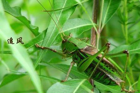 蝈蝈多少度会叫