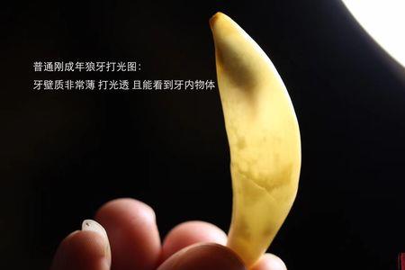 狼牙怎么分辨生牙跟熟牙求解