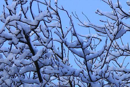 白雪皑皑的树枝像什么