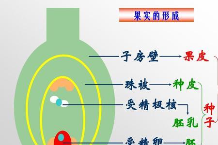 植物发育和成熟的区别